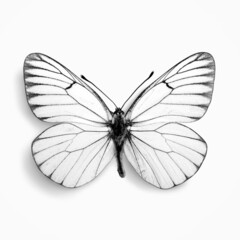 Black and white tropical butterfly on background