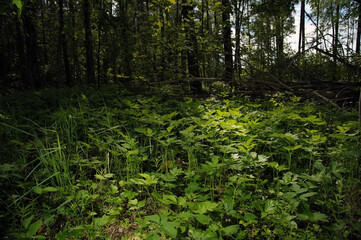 Green forest plants with trees and blue sky background