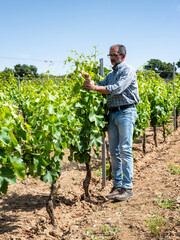 Green pruning of the vineyard in spring. Agriculture.