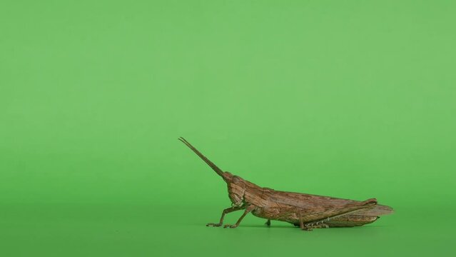 Short horned grasshopper Coryphistes ruricola jumping on green screen
