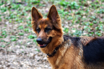 Portrait of a German shepherd walking in the park in the park. Purebred dog. German shepherd looking forward outdoors