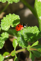 Ladybug sitting on top of a green plant. Insects.	