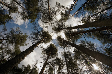 View on trees from bottom. Forest trees with sun in corner and blue sky