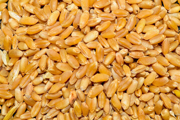 Wheat heap or pile side view isolated on white background