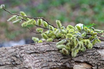 Easter or spring background with blossoming willow branches on a forest background. Willow branches on a stump.