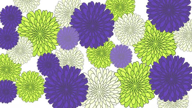 Chrysanthemum, daisy, aster flower animation background. Luma matte. Purple, blue, yellow, green. Seamless loop hand drawn animation.