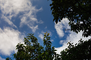 Prunus mume, blue sky and cloudes nature background