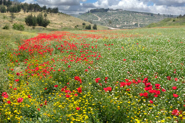 A field overgrown with poppies, clover and golden flowers