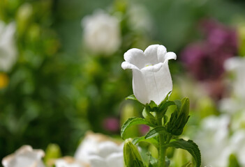 Garden flower Canterbury bells (lat.- Campanula medium)