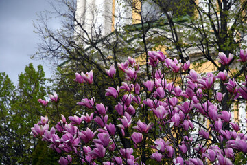 Obraz premium Blooming magnolia tree in a spring garden. 