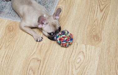 A tired dog of the French Bulldog breed lies on the floor with its nose buried in a toy. 
