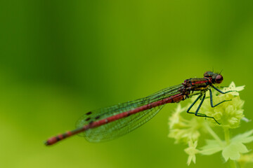 Macro view of dragonfly on a leaf
