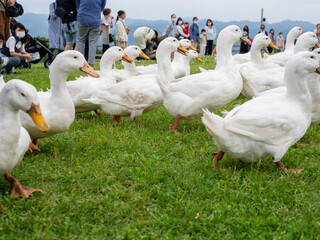 group of geese