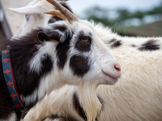 goat on the farm
