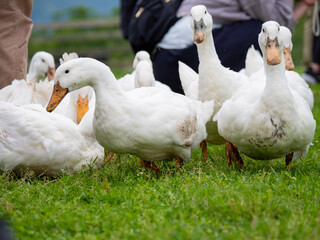 group of geese