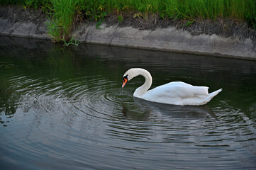 FLOWER,TREE,PLANTS,ANIMALS, LANDSCAPE