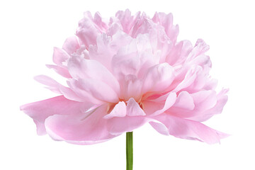 Pink peony flower - 509182218