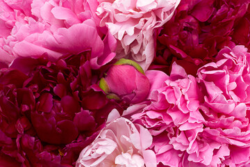 Pink peony flower background - 509182237