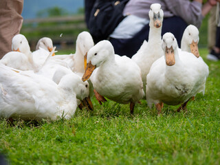 ducks on the grass