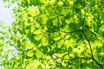 新緑の緑と爽やかな木漏れ日