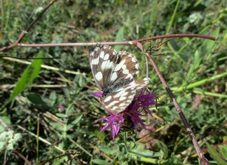 Papillon Échiquier, Melanargia galathea, posé au soleil sur une fleur des champs