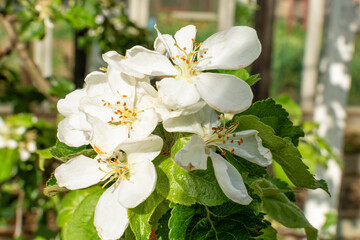 Fototapeta premium Blooming branch of an apple tree with white flowers and green leaves close-up. Floral background, wallpaper.