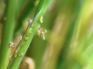 Green aphids, Acyrthosiphon pisum, live and dead, on chives, close-up of a sap-sucking insect from the aphid family