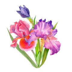 Delicate watercolor flower. Purple iris. Women's Day. Mom s day. beautiful plants, floral design, botanical illustration. For greeting card, wedding invitation, interior