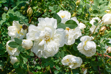 Obraz premium Beautiful white bush rose flowers in the garden close-up. Floral background. Blooming rosehip. Spring.