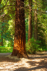 Obraz premium Large sequoias with red trunks on the edge of a forest lit by the sun.