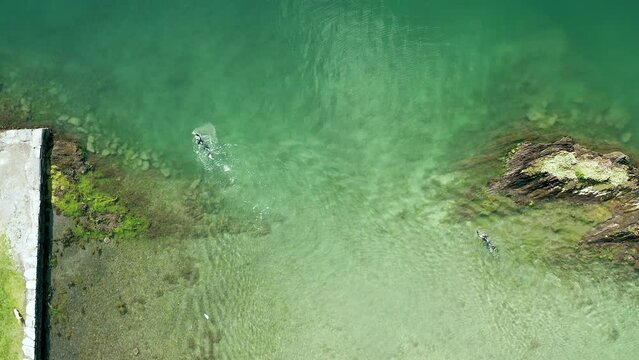 Two swimmers filmed from above, Lough Hyne Ireland.