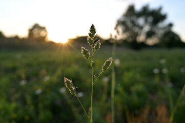 FLOWER,TREE,PLANTS,ANIMALS, LANDSCAPE