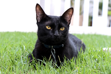 black cat on grass