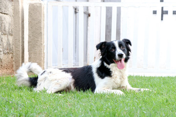 border collie dog