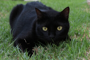 black cat on grass