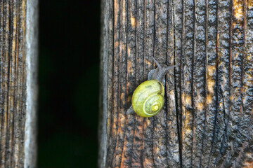 snail on wooden plank