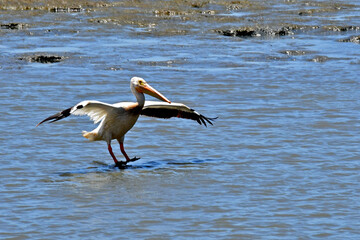 American white pelican spreading its wings and landing in estuary, Palo Alto, California 