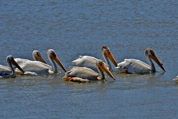 American white pelicans relax in estuary, Palo Alto Baylands Nature Preserve, California 