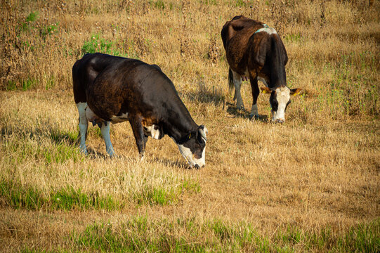 cow in the delta of Axios river 