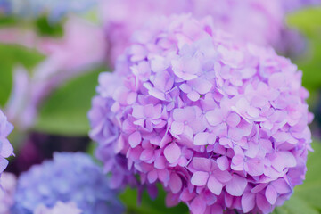 Hydrangeas of different colors bloom in June
