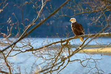 Bald Eagle Perched on a Tree Branch. A Bald Eagle perches on a tree branch over the water.

