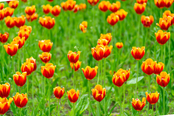 Blooming beautiful orange tulips on a green field.