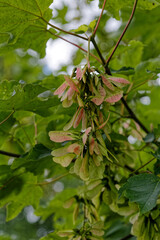 Fruits en panicules de l'érable - France
