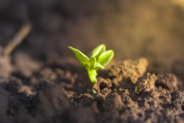 Young beans sprout from the ground, the sun's rays shine on the young leaves of beans
