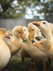 Young geese get together, geese eat grass.