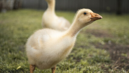 A young gander looks curiously into the camera lens