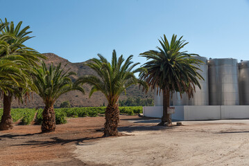 Obraz na płótnie Canvas Robertson, Western Cape, South Africa. 2022. Palms, vines and stainless steel, fermentation tanks at a winery on the Robertson wine route.