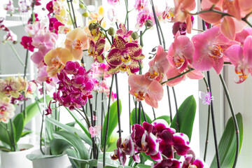 Colorful orchids phalaenopsis. Blooming orchids. Gardening hobby. Purple, pink, orange, red orchids...