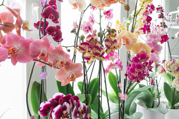 Colorful orchids phalaenopsis. Blooming orchids. Gardening hobby. Purple, pink, orange, red orchids blossom on window sill. Home flowers growth.  - obrazy, fototapety, plakaty