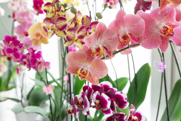 Fototapeta na wymiar Colorful orchids phalaenopsis. Blooming orchids. Gardening hobby. Purple, pink, orange, red orchids blossom on window sill. Home flowers growth. 